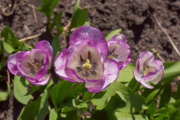 Tulips, Violet