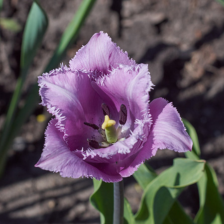 Tulips, Violet