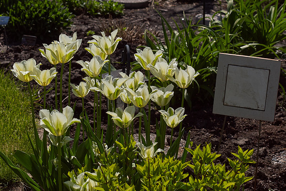 Tulips, White