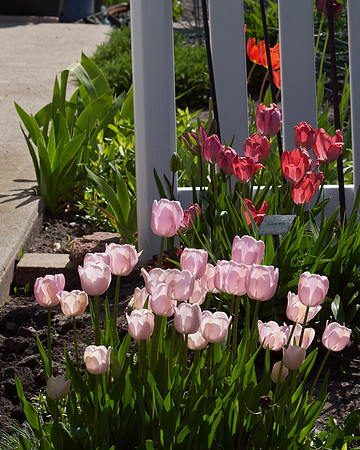 Tulips, Pink