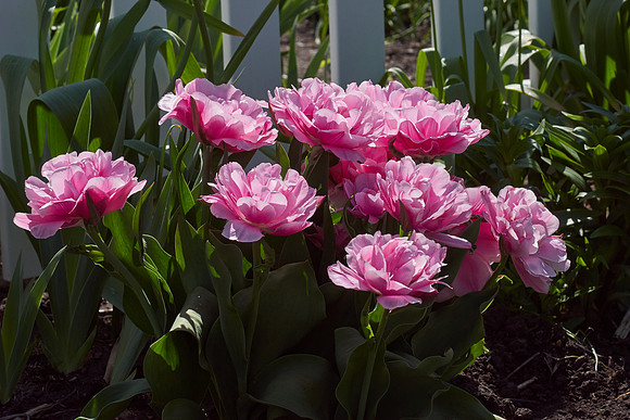Peonies, Pink Tulip