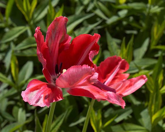 Tulips, Red