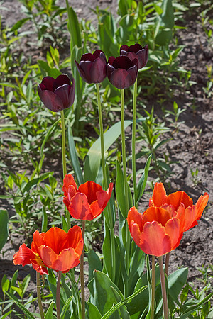 Tulips, Orange