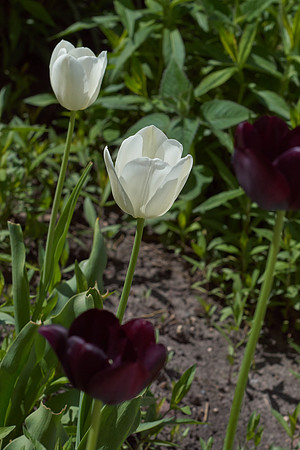 Tulips, White