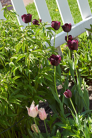 Tulips, Purple