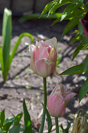 Tulips, Pink