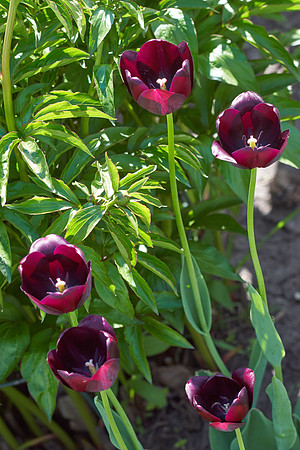 Tulips, Purple