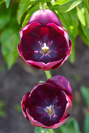 Tulips, Purple