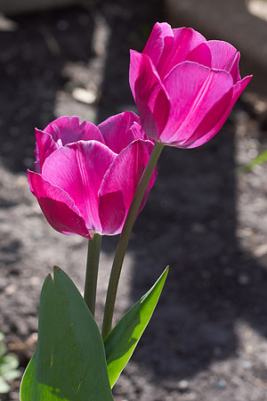 Tulips, Red