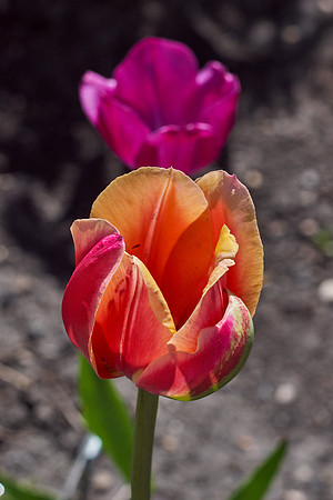 Tulips, Orange