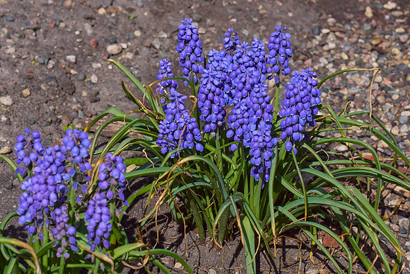 Hyacinths, Grape