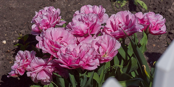 Peonies, Pink Tulip