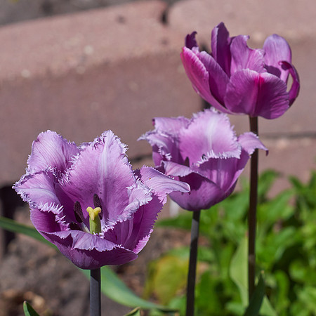 Tulips, Violet