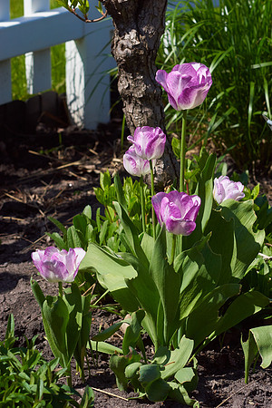 Tulips, Violet