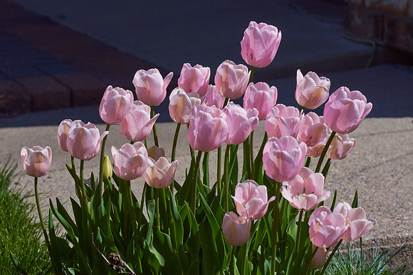 Tulips, Pink
