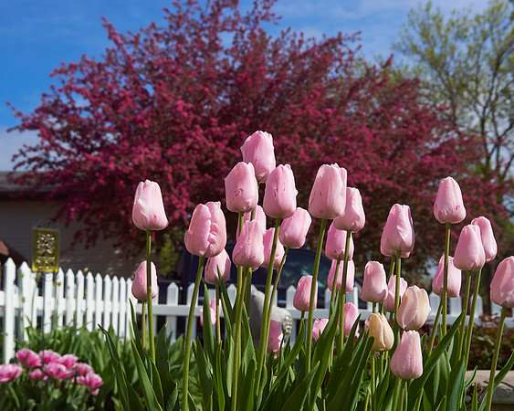 Tulips, Pink