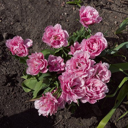 Peonies, Pink Tulip