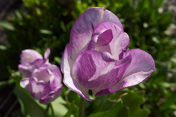 Tulips, Violet