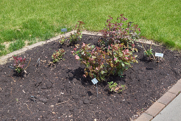 Garden, Roses