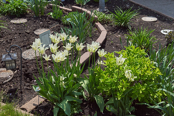 Tulips, White