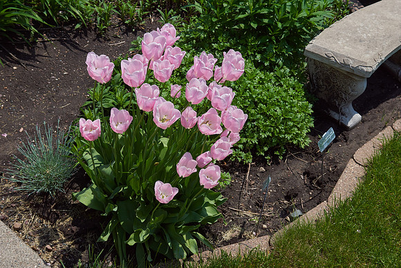 Tulips, Pink
