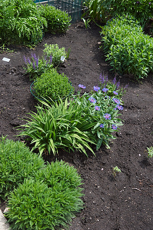 Cornflower 'Mountain Bluet'