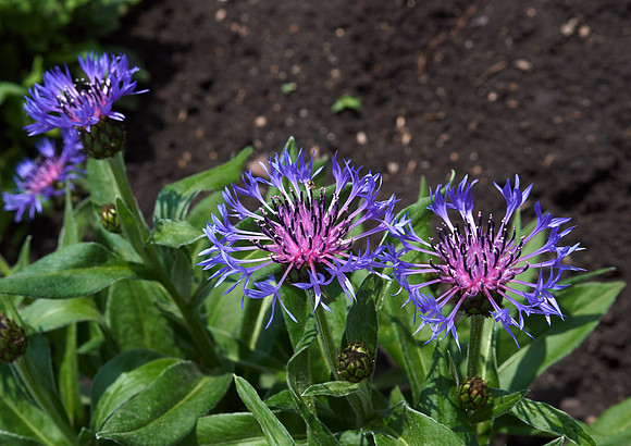 Cornflower 'Mountain Bluet'
