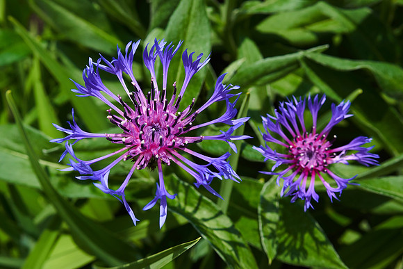 Cornflower 'Mountain Bluet'
