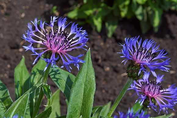 Cornflower 'Mountain Bluet'