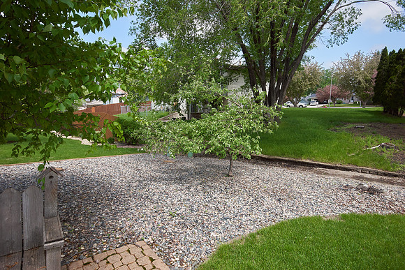 Apple Tree