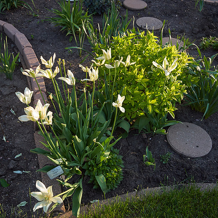 Tulips, White