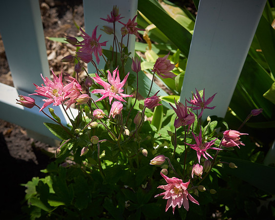 Monarda, 'Raspberry Wine'