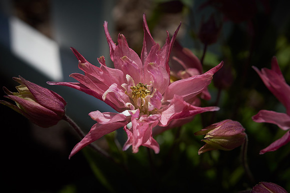 Monarda, 'Raspberry Wine'