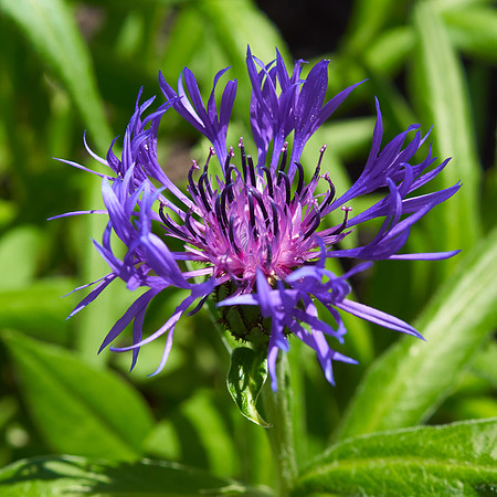 Cornflower 'Mountain Bluet'