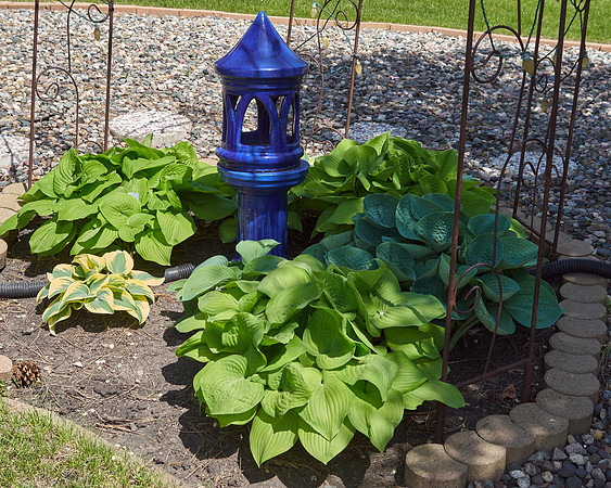 Hostas