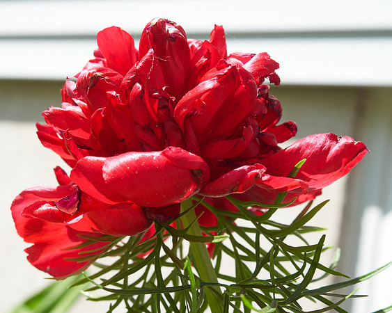 Peony 'Fern Leaf'