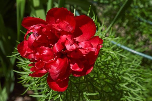 Peony 'Fern Leaf'