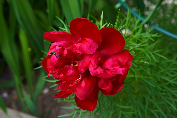 Peony 'Fern Leaf'
