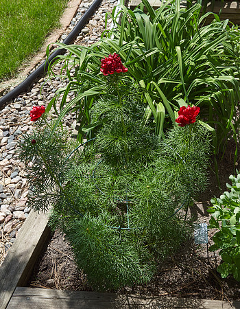Peony 'Fern Leaf'