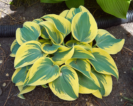 Hostas 'August Frost'