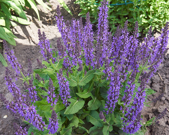 Salvia, 'Blue Queen'