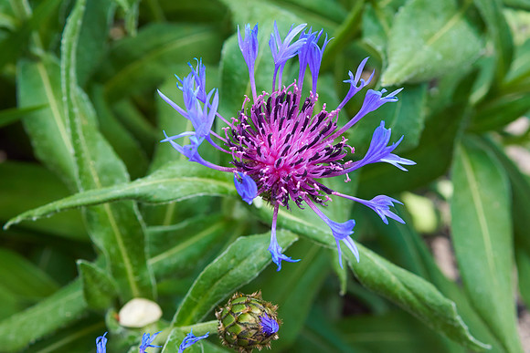 Cornflower 'Mountain Bluet'