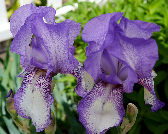 Iris, Purple/White