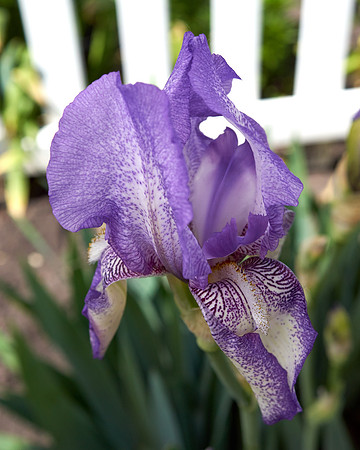 Iris, Purple/White
