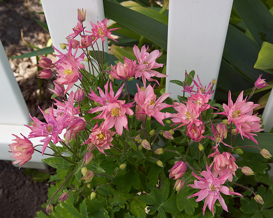 Monarda, 'Raspberry Wine'