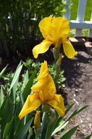 Iris 'Harvest of Memories'