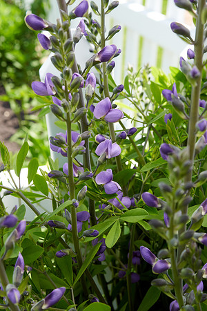 Babtisia 'Purple Smoke'