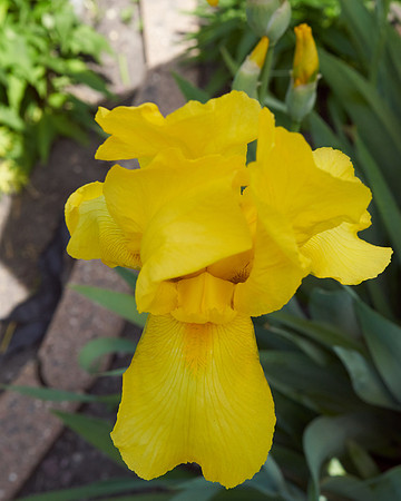 Iris 'Harvest of Memories'