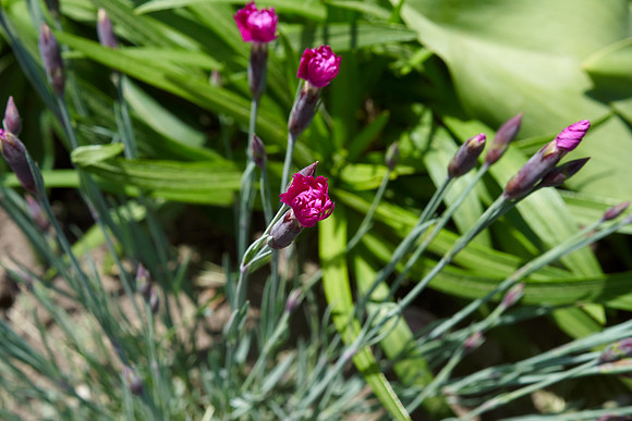 Dianthus 'Firewitch'