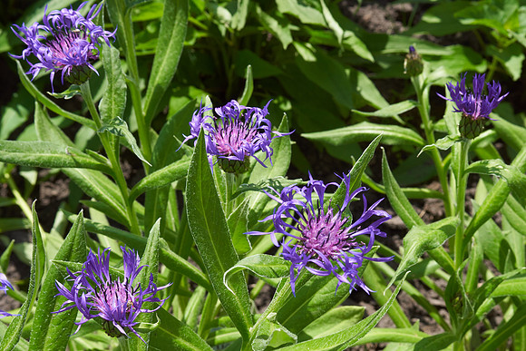 Cornflower 'Mountain Bluet'